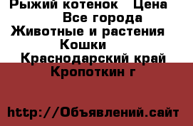 Рыжий котенок › Цена ­ 1 - Все города Животные и растения » Кошки   . Краснодарский край,Кропоткин г.